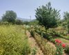 Investment Country House on Prime Land in Fethiye 9