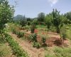 Investment Country House on Prime Land in Fethiye 13