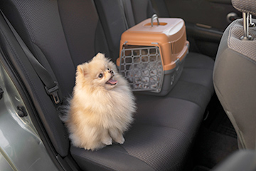 Each government takes security precautions for pets