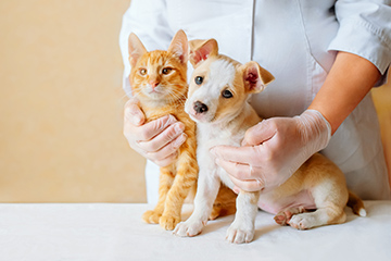 Rules of Relocating Your Pet to Turkey